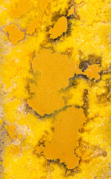 Bumblebee Jasper Closeup
