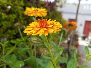 yellow flower in the garden