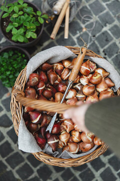 Woman carrying a basket full of bulbs and a bulb planter