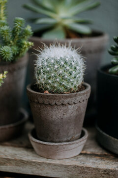 A group of succulents in grey terracotta pot