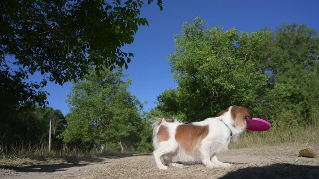 outdoor agility obedience training of little chihuahua pet dog jumping and catching frisbee flying disc during sport leisure activity in park