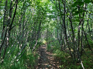 Obraz premium A path in the mountains among the trees