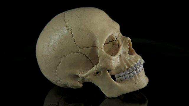 Science on skull. Human skull on a black background.