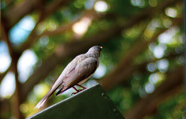 bird on a branch
