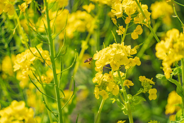 大きい花粉だんごを付けたミツバチが花の蜜を集める様子