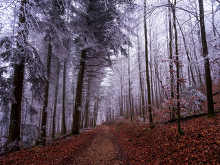 Frozen autumn forest