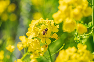 大きい花粉だんごを付けたミツバチが花の蜜を集める様子