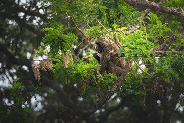 Young male baboon resting and eating on a branch in the jungle. Ngorongoro Tanzania Africa