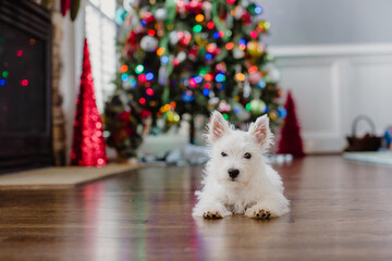 Cute small white puppy laying on the floor in front of a Christmas tree