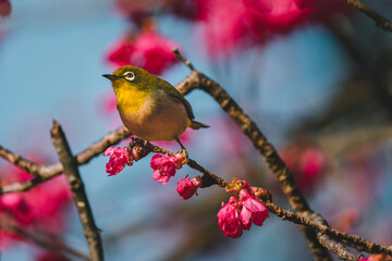 A Japanese white-eye bird in cherry blossoms 