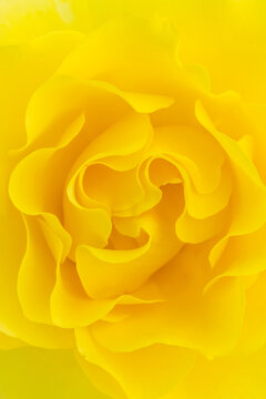 yellow rose