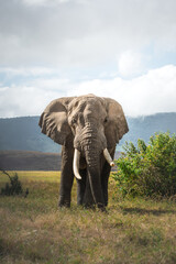 Fototapeta na wymiar Isolated large adult male elephant (Elephantidae) at grassland conservation area of Ngorongoro crater. Wildlife safari concept. Tanzania. Africa