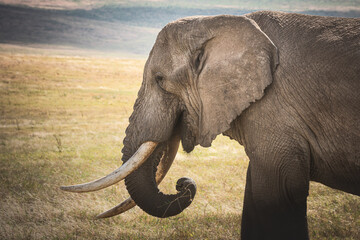 Fototapeta na wymiar Close -up Isolated large adult male elephant (Elephantidae) at grassland conservation area of Ngorongoro crater. Wildlife safari concept. Tanzania. Africa