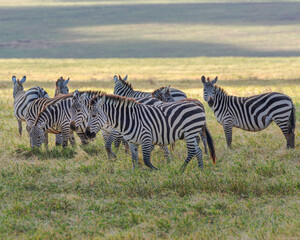 Fototapeta na wymiar Zebra herd (Equus zebra) at grassland conservation area of Ngorongoro crater. Wildlife safari concept. Tanzania. Africa