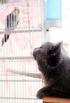 British short pet cat looking at parrots on the balcony