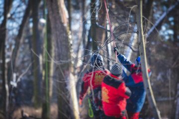 Process of felling the trees, team of professional lumberjack woodcutter cutting and felling the big tree with ropes and chainsaw, arborist and tree surgeon at work