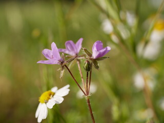Small fragrant lilac flowers of storksbill and chamomile in a meadow on a sunny spring day. Vegetable raw materials for the manufacture of medicines.