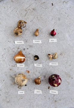 Spring flowering bulbs display with botanical names