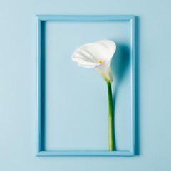 Calla lily flower in picture frame on pastel blue background. Minimal spring bloom concept. Floral layout with copy space for text. Flat lay, top view.