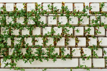 Cress on keyboard