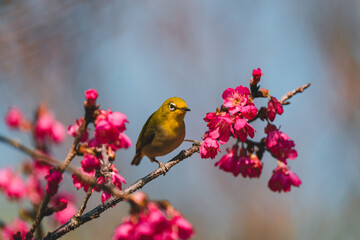 A Japanese white-eye bird in cherry blossoms 