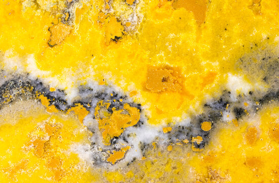 Bumblebee Jasper Closeup