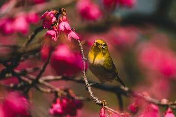 A Japanese white-eye bird in cherry blossoms 