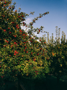 Ripe Apples on Old Apple Tree