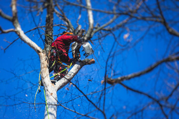 Arborist tree surgeon cutting tree branches with chainsaw, lumberjack woodcutter in uniform climbing and working on heights, process of tree pruning and sawing on top