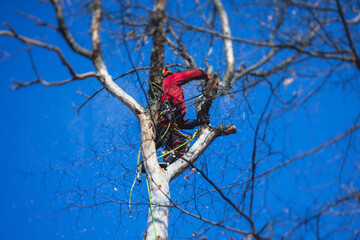 Arborist tree surgeon cutting tree branches with chainsaw, lumberjack woodcutter in uniform climbing and working on heights, process of tree pruning and sawing on top