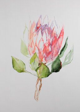 Pink protea drawing