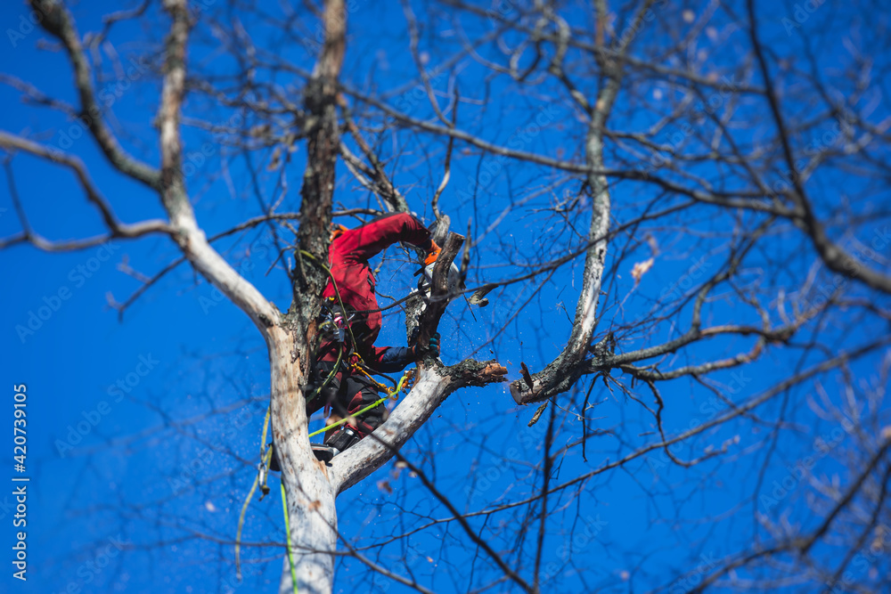 Wall mural arborist tree surgeon cutting tree branches with chainsaw, lumberjack woodcutter in uniform climbing