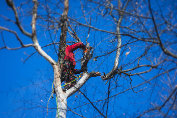 Arborist tree surgeon cutting tree branches with chainsaw, lumberjack woodcutter in uniform climbing and working on heights, process of tree pruning and sawing on top