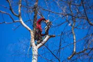 Arborist tree surgeon cutting tree branches with chainsaw, lumberjack woodcutter in uniform...