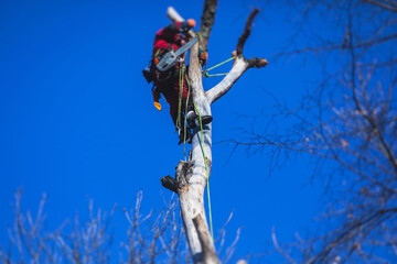 Arborist tree surgeon cutting tree branches with chainsaw, lumberjack woodcutter in uniform climbing and working on heights, process of tree pruning and sawing on top
