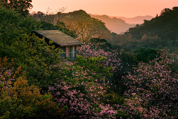 Naklejka premium Sunrise landscape of beautiful cherry blossom with Taipei cityscape in spring, Taiwan