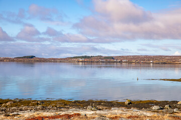 On a hike in great spring weather, in Nordland county - Gray herons,Helgeland,Nordland county,Norway,scandinavia,Europe