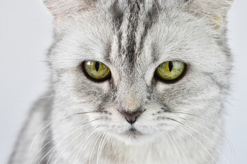 Close-up of the cat's eyes. A striped kitten on a white background. The pet is gray with yellow eyes.