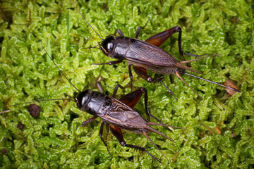 エンマコオロギのオスとメス