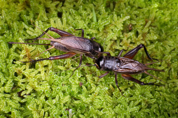 エンマコオロギのオスとメス