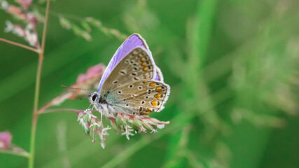 Butterfly in a meadow in summer, close-up