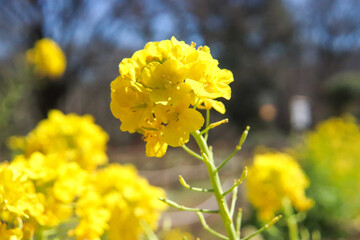 菜の花 アブラナ 花畑 黄色 きれい 菜花 美しい 満開 穏やか 花びら かわいい 
