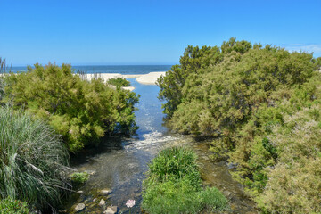 the river in the forest
