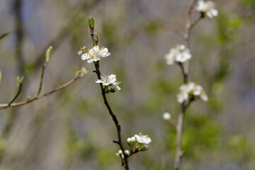 Spring flowering branch of the fruit tree on the sunny day