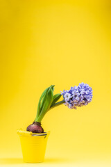 Purple hyacinth in a pot over yellow background