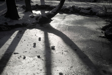 frozen lake with a tree on the shore in winter with snow