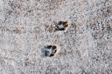 predator footprints on the sand covered with a layer of snow