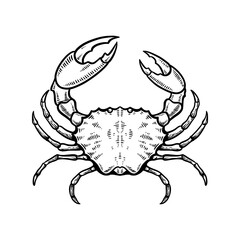crab vector illustration hand drawn