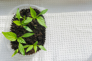 Small pepper seedlings grow in a plastic container. Flat lay