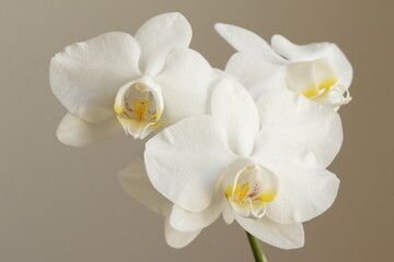 Naklejka na ściany i meble Beautiful white orchid on a dark background.